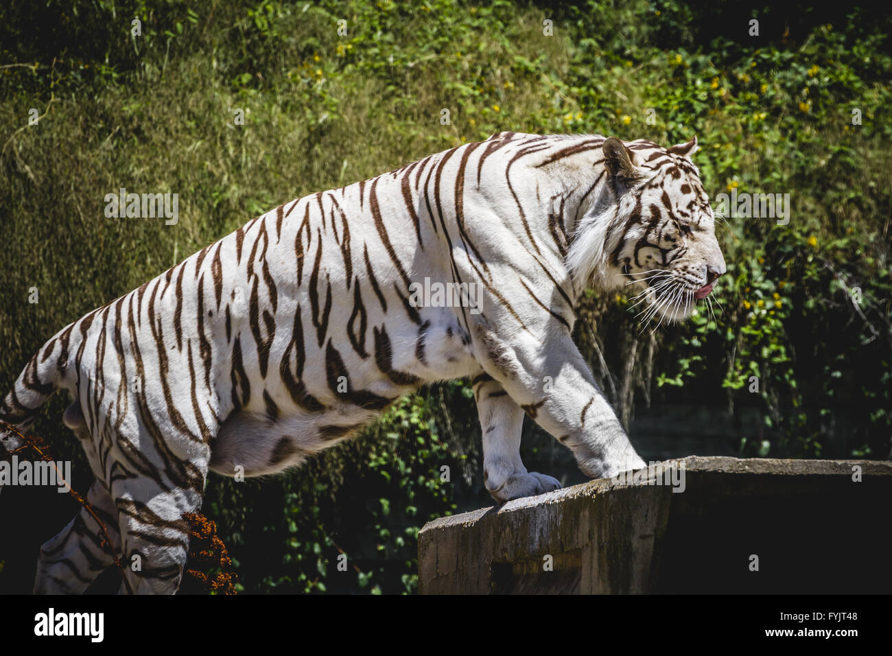 Beau et puissant tigre blanc se reposant dans le soleil Banque D'Images