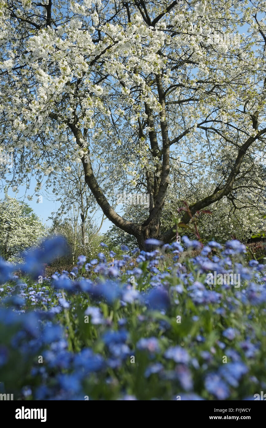 Cerisier en fleurs, Banque D'Images