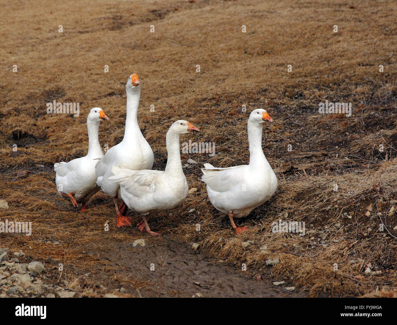 Les oies blanches sur une promenade à travers la prairie. Banque D'Images