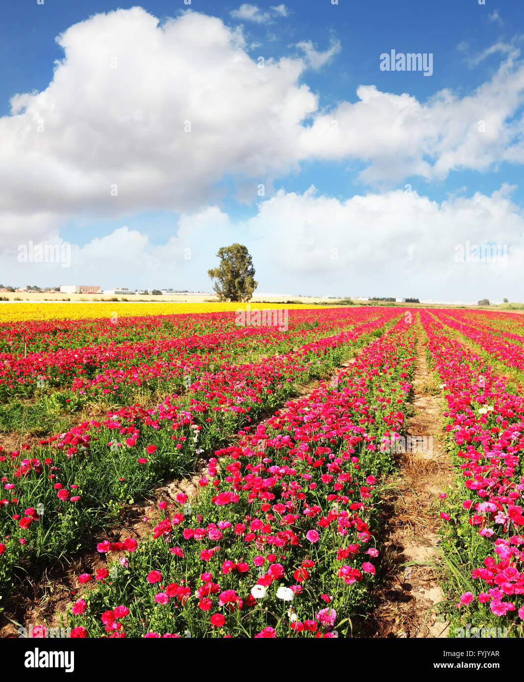 Le jardin de pivoines renoncules poussent dans le sud Banque D'Images