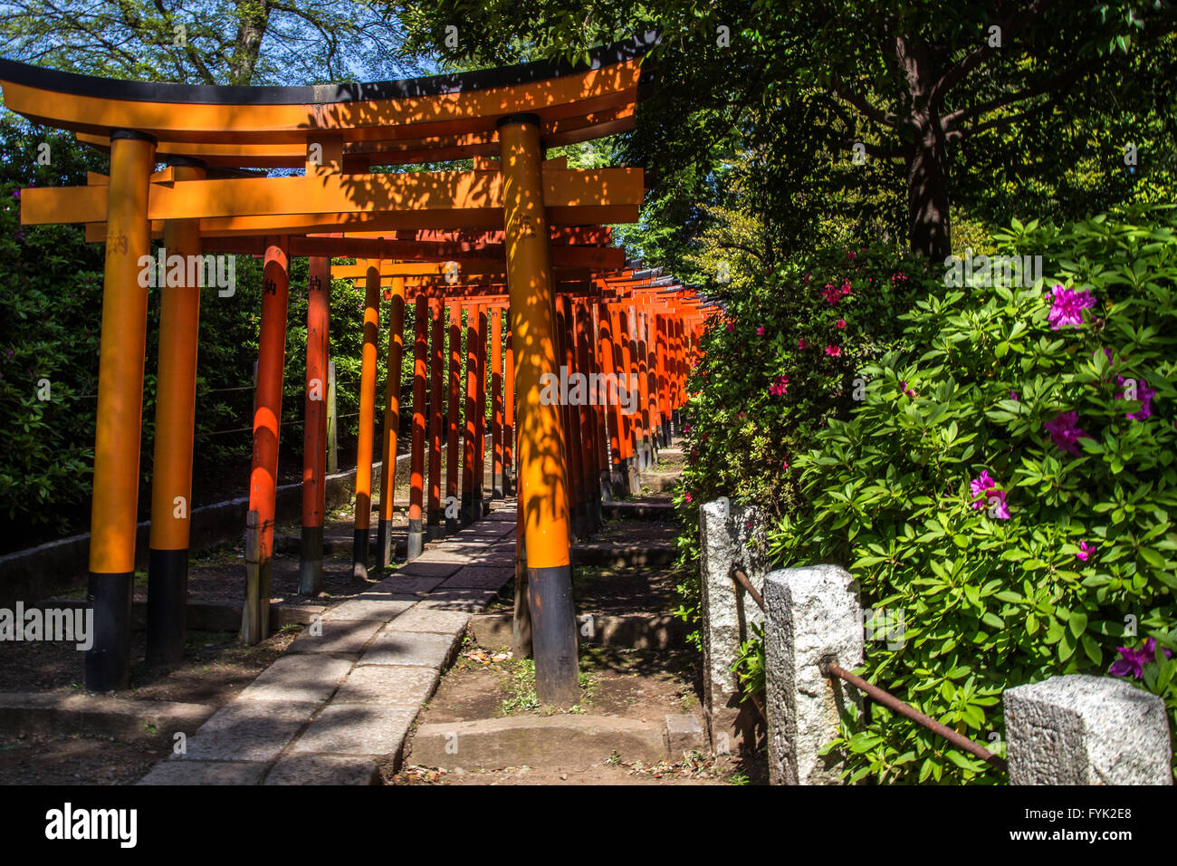Sanctuaire Nezu Azalea Garden - Sanctuaire Nezu est sans aucun doute le plus célèbre pour ses azalées ondulant unique jardin construite le long hills Banque D'Images