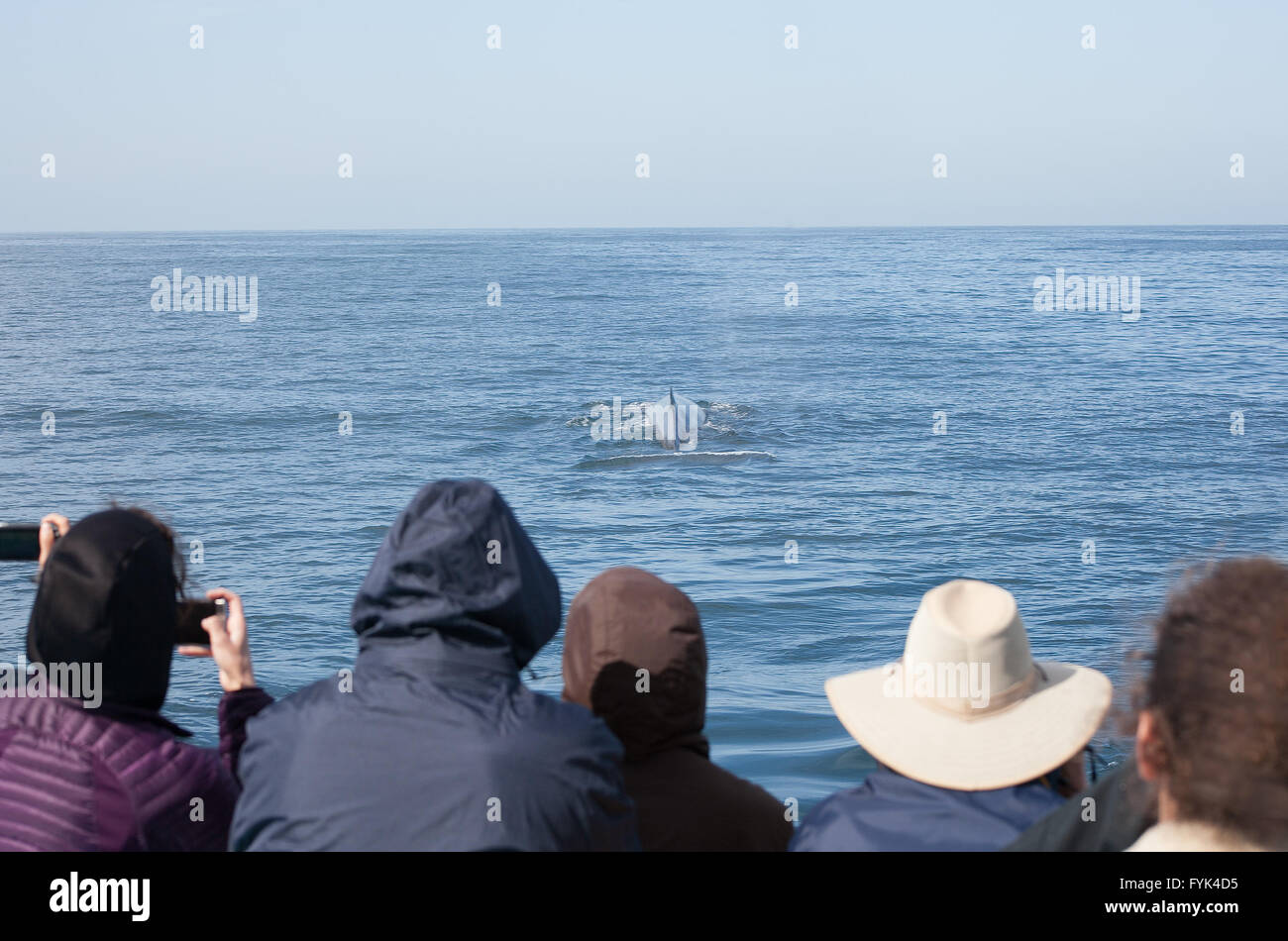 Sur une croisière d'observation des baleines dans la région de Long Beach, une baleine apparaît comme spectateurs de prendre des photos avec leur téléphone cellulaire. Banque D'Images