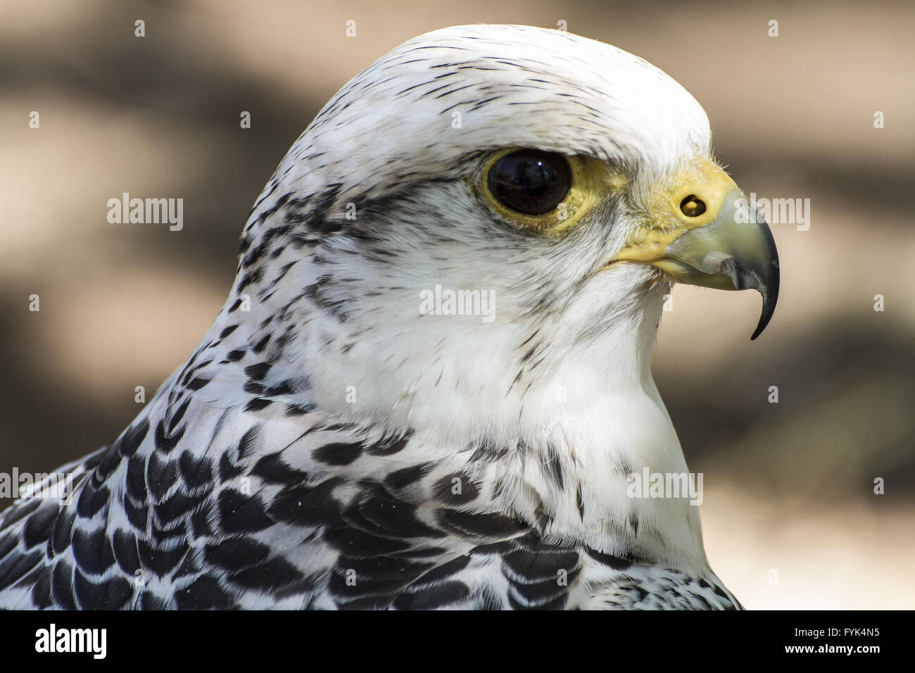 Hawk, beau faucon blanc avec un plumage noir et gris Banque D'Images