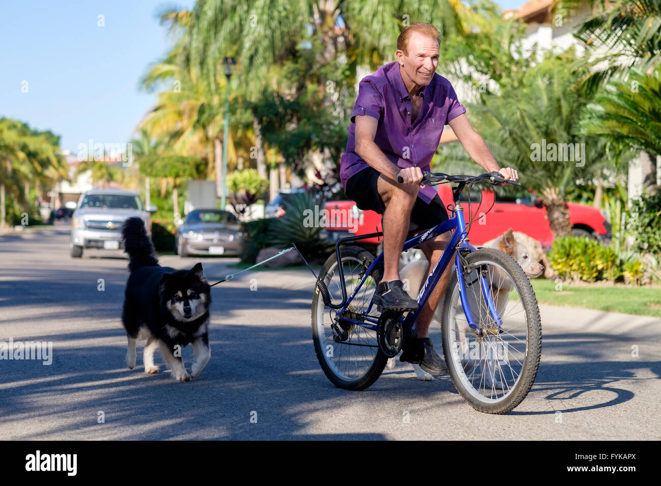 Senior man riding sur une bicyclette avec deux chiens attachés Banque D'Images