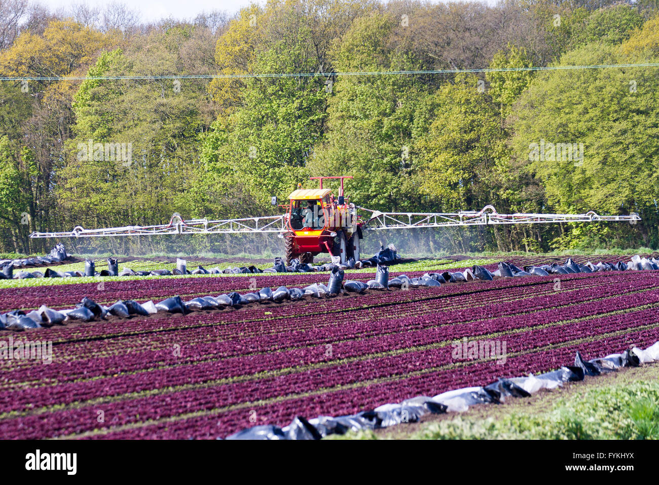 Hesketh Bank, Lancashire, Royaume-Uni. 27 avril 2016. Météo France : les agriculteurs dans le saladier de Lancashire sont retenus dans la production de cultures de salade en raison de la poursuite de l'froid qui est la restriction de la croissance. La région est un gros employeur de travailleurs immigrants étrangers et ressortissants de l'UE qui sont limités à la durée du travail qui est d'avoir un effet sur l'effet à l'économie locale. Les agriculteurs continuent de planter sous un régime de protection en molleton la navigation par satellite. Credit : Cernan Elias/Alamy Live News Banque D'Images