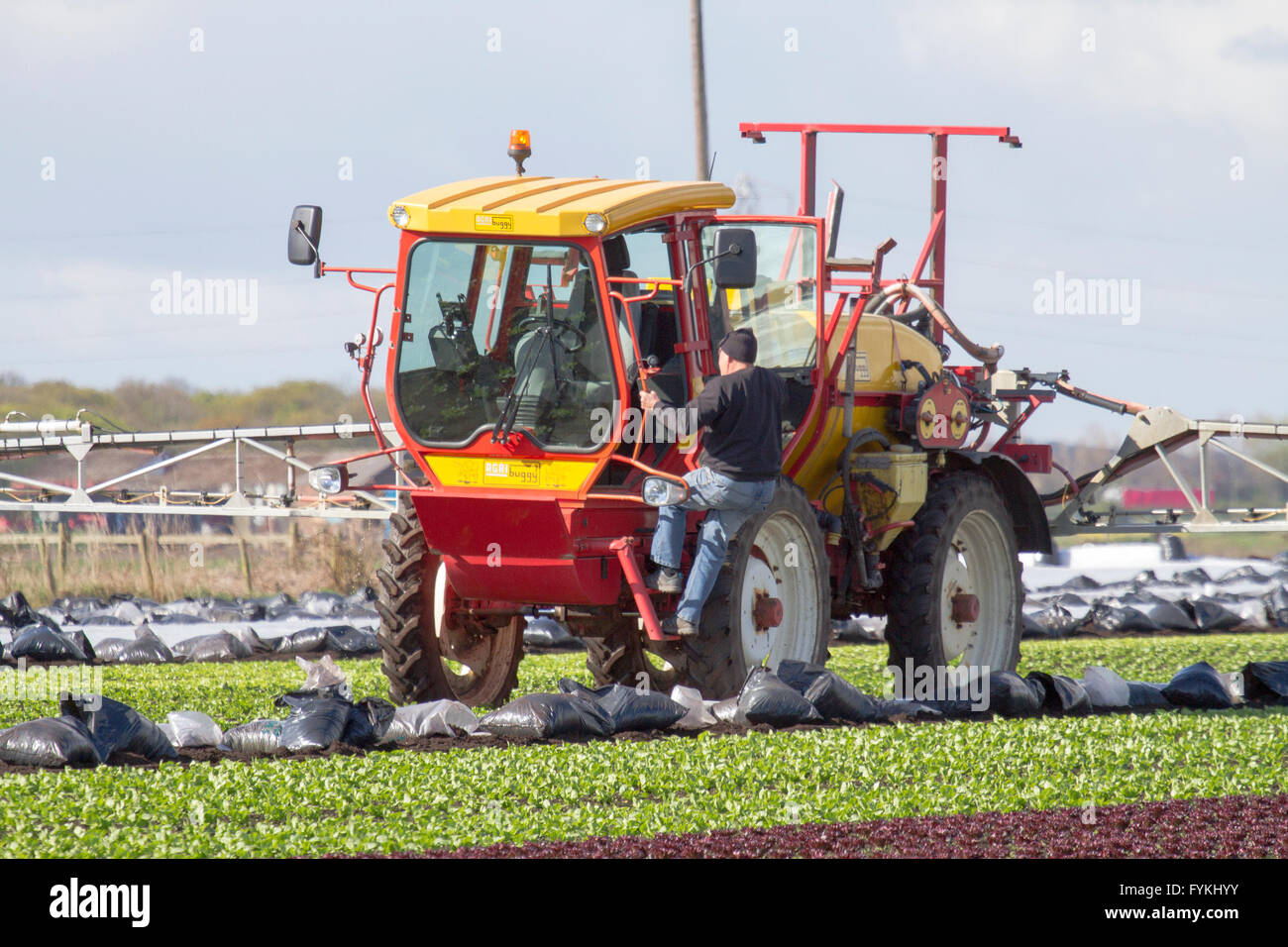 Hesketh Bank, Lancashire, Royaume-Uni. 27 avril 2016. Météo France : les agriculteurs dans le saladier de Lancashire sont retenus dans la production de cultures de salade en raison de la poursuite de l'froid qui est la restriction de la croissance. La région est un gros employeur de travailleurs immigrants étrangers et ressortissants de l'UE qui sont limités à la durée du travail qui est d'avoir un effet sur l'effet à l'économie locale. Les agriculteurs continuent de planter sous un régime de protection en molleton la navigation par satellite. Credit : Cernan Elias/Alamy Live News Banque D'Images