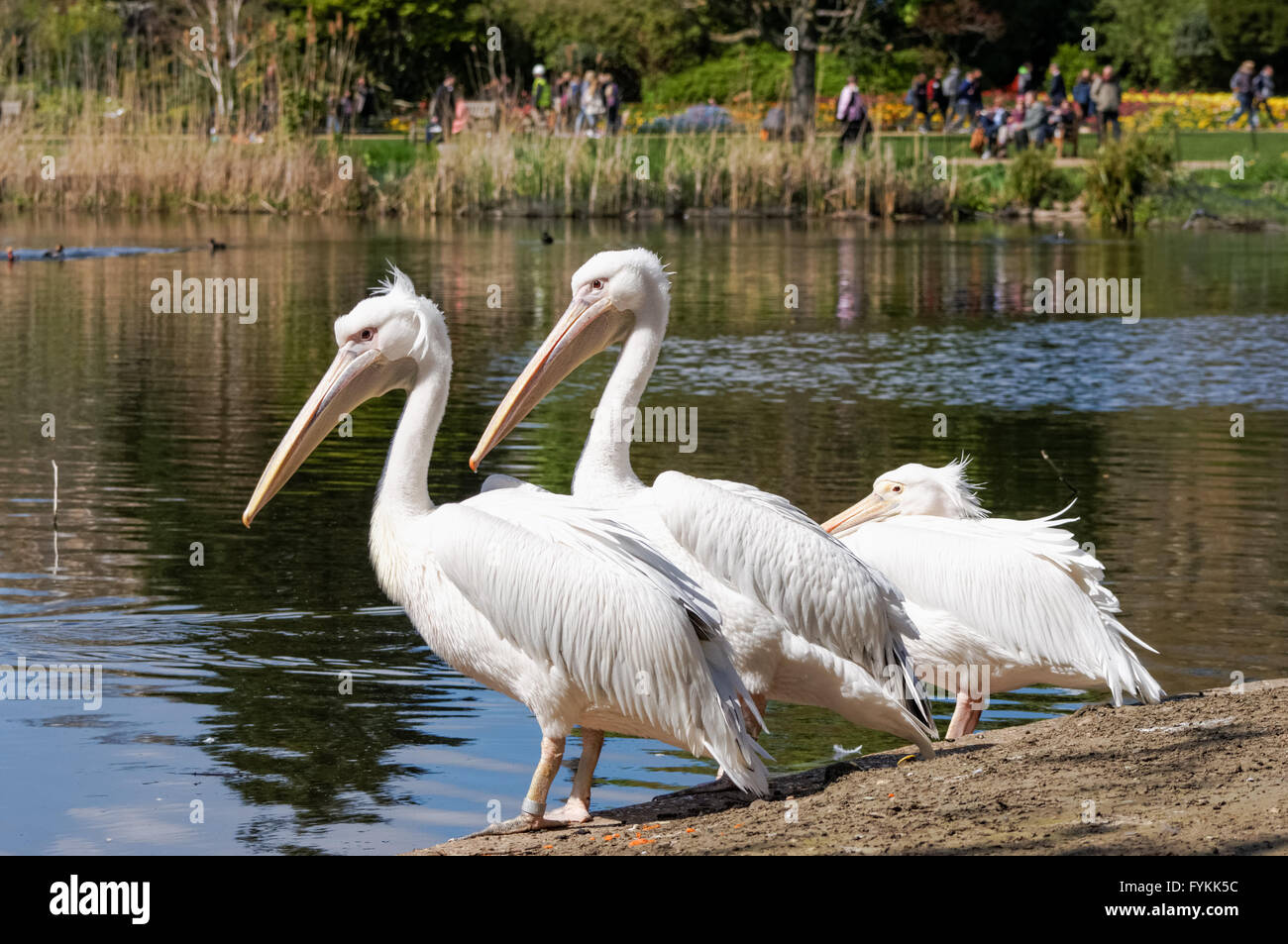Les pélicans de poser dans le parc de St James, Londres Angleterre Royaume-Uni UK Banque D'Images