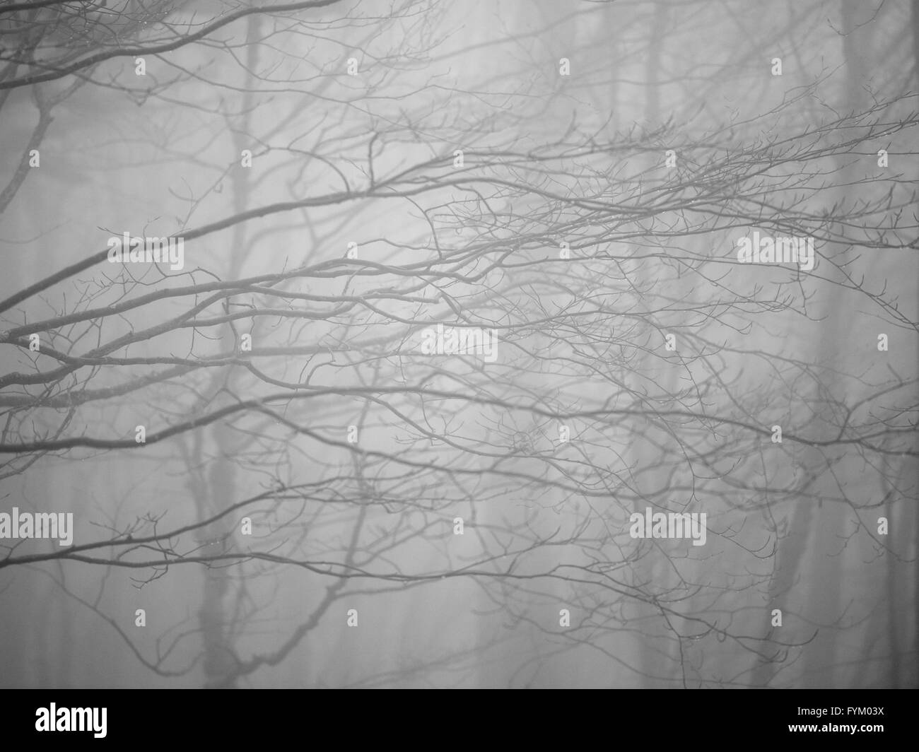 Forêt d'automne au temps de brouillard Banque D'Images