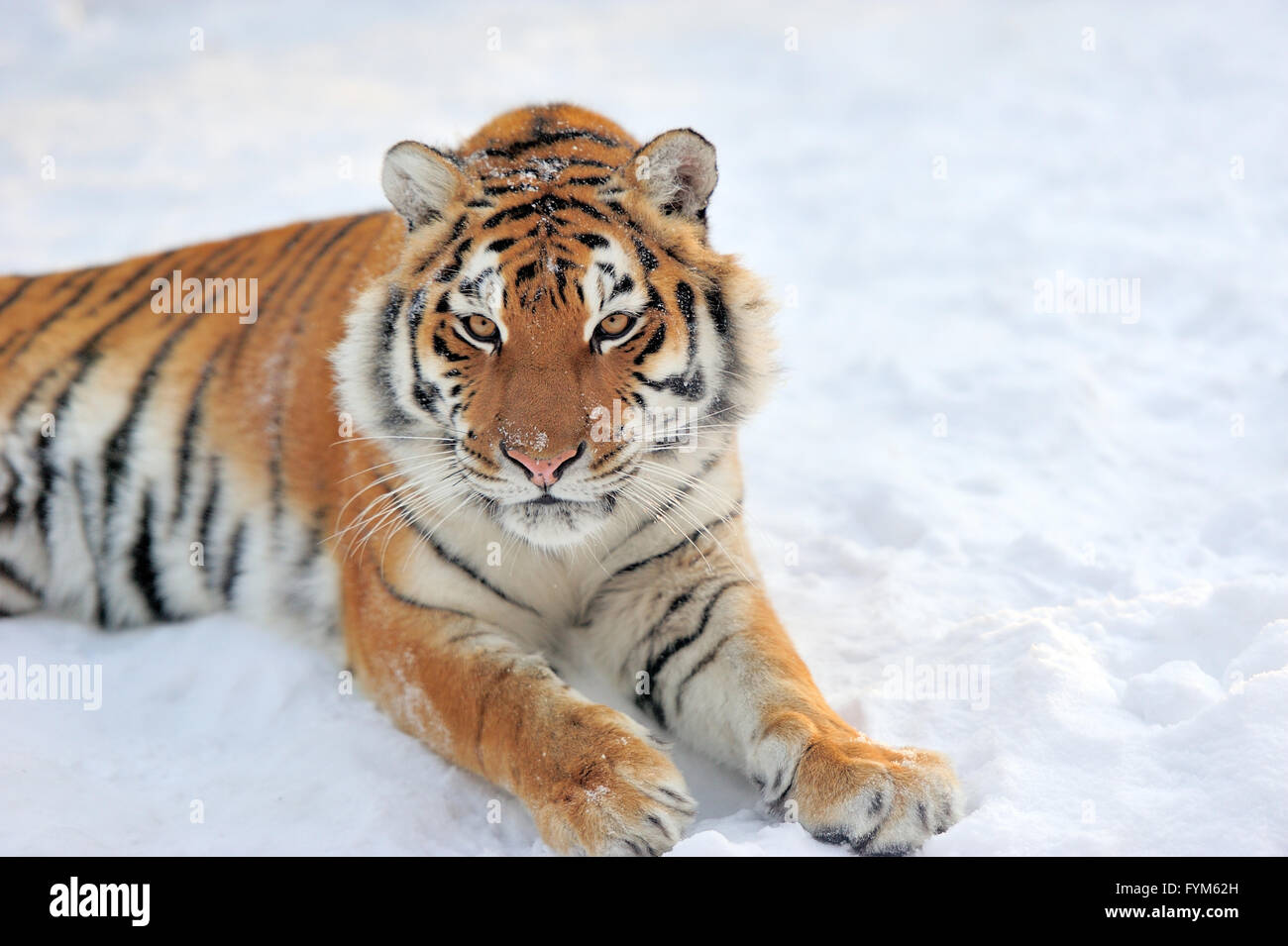 Tigre de Sibérie sauvage magnifique sur la neige Banque D'Images