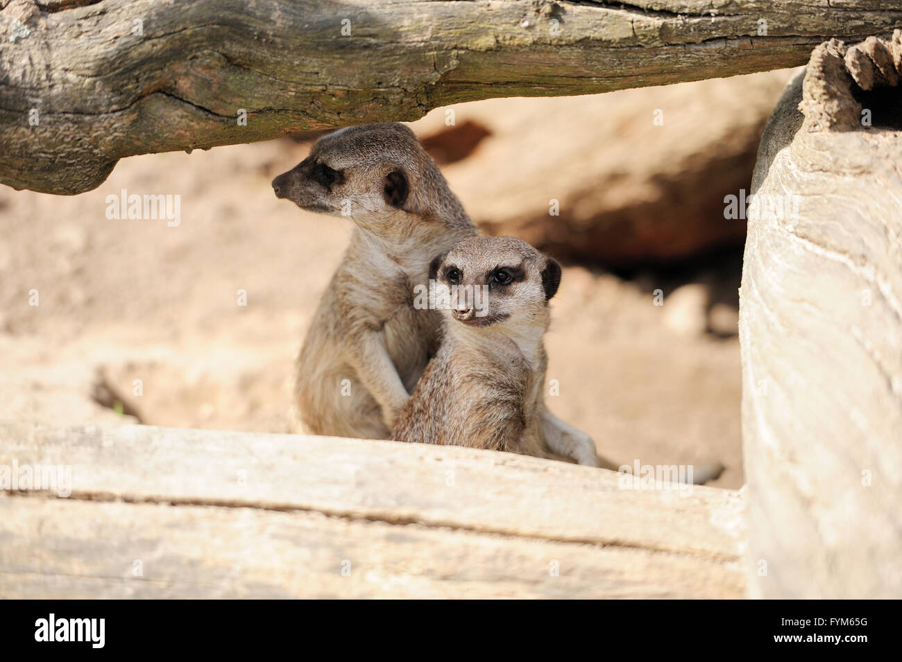 Un meerkat debout et alerte à la Banque D'Images