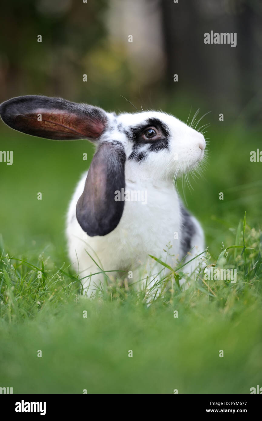 Bébé lapin dans l'herbe. Jour d'été Banque D'Images