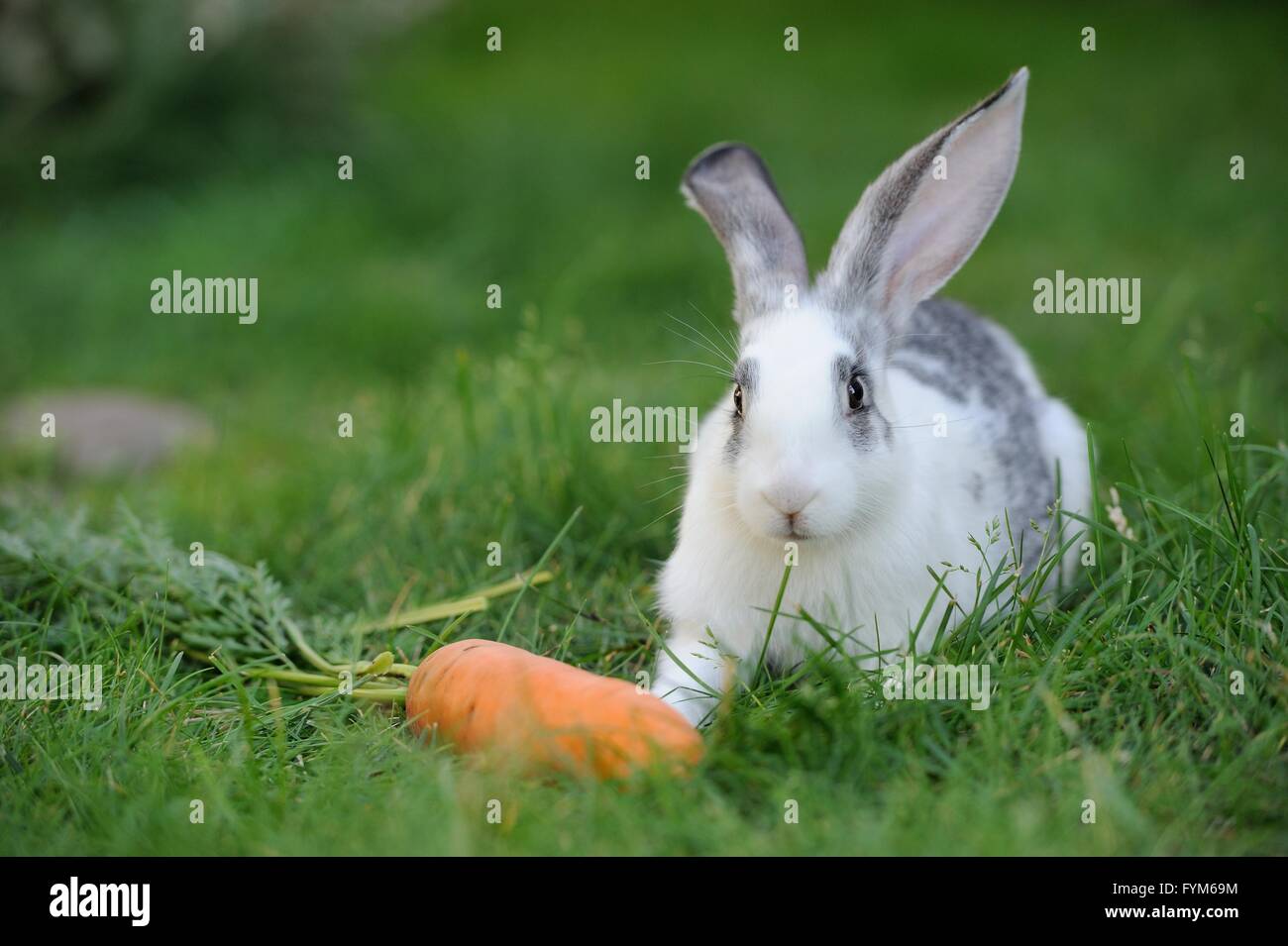Bébé lapin dans l'herbe. Jour d'été Banque D'Images