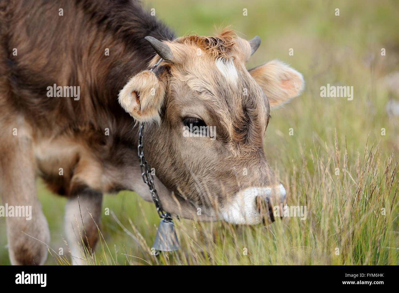 Jeune vache brune en été meadow Banque D'Images