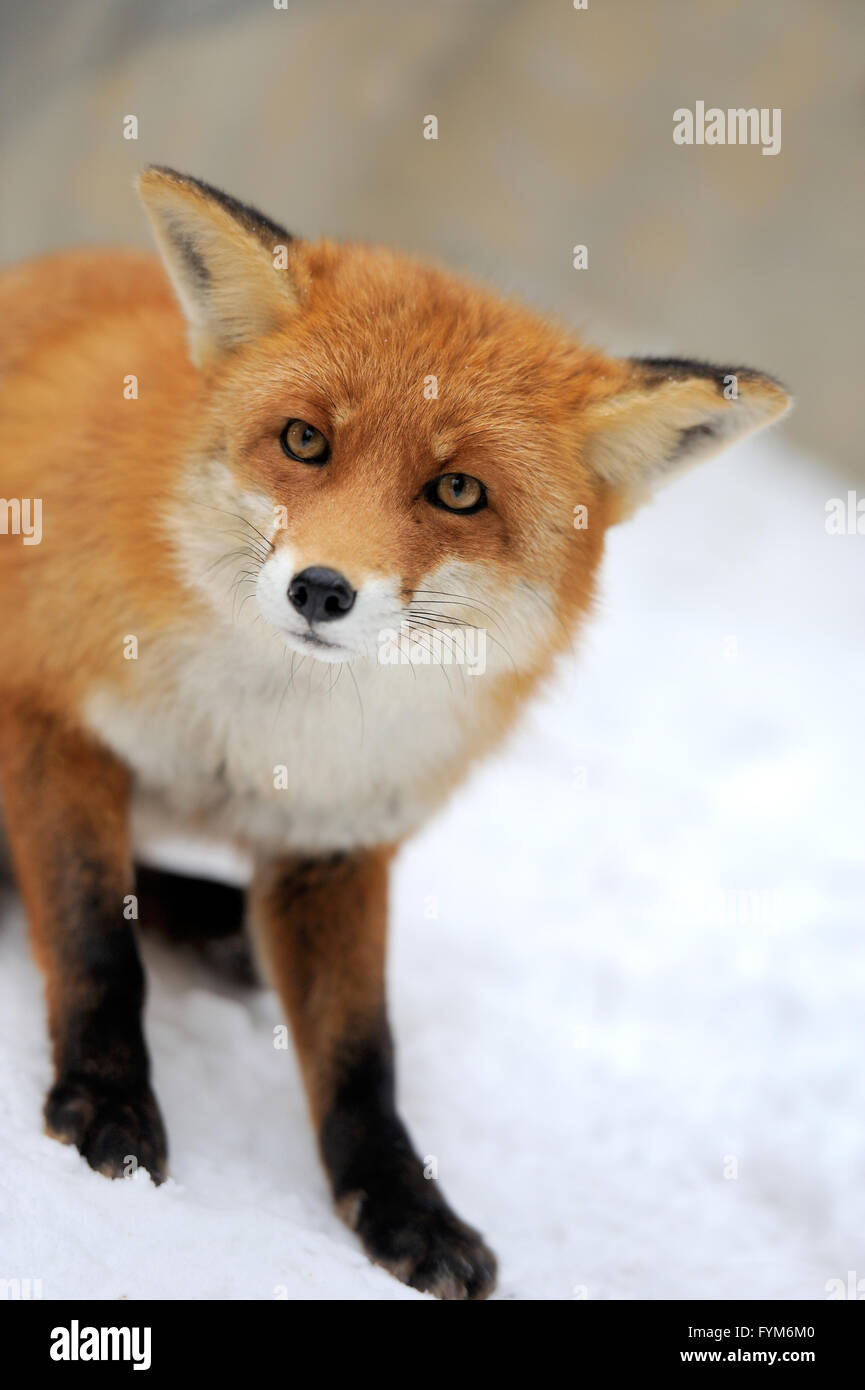 Le renard roux (Vulpes vulpes) en hiver Banque D'Images