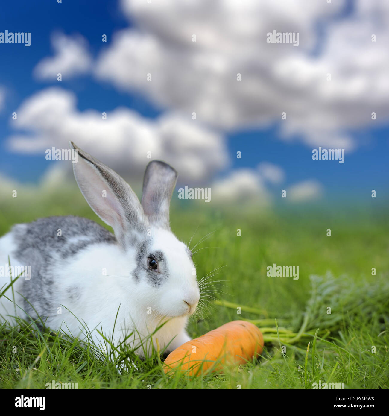 Bébé lapin dans l'herbe sur pré. Jour d'été Banque D'Images