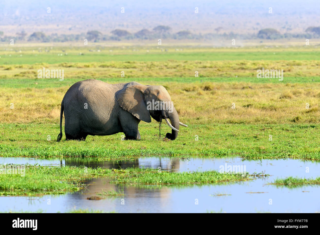 Dans l'éléphant, parc national du Kenya, Afrique Banque D'Images