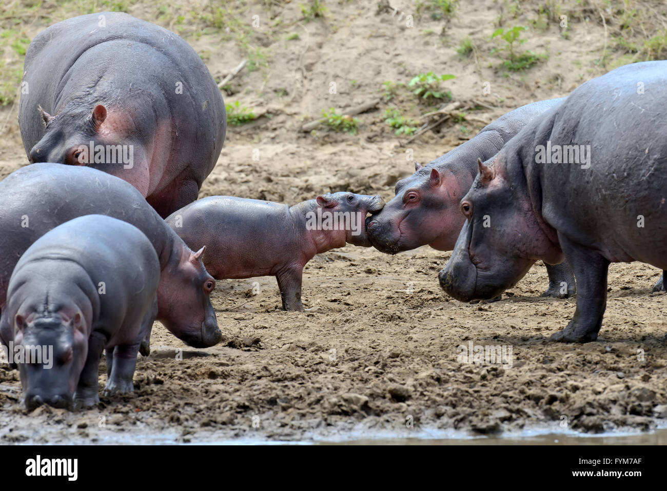 Famille Hippopotame (Hippopotamus amphibius) hors de l'eau, l'Afrique Banque D'Images