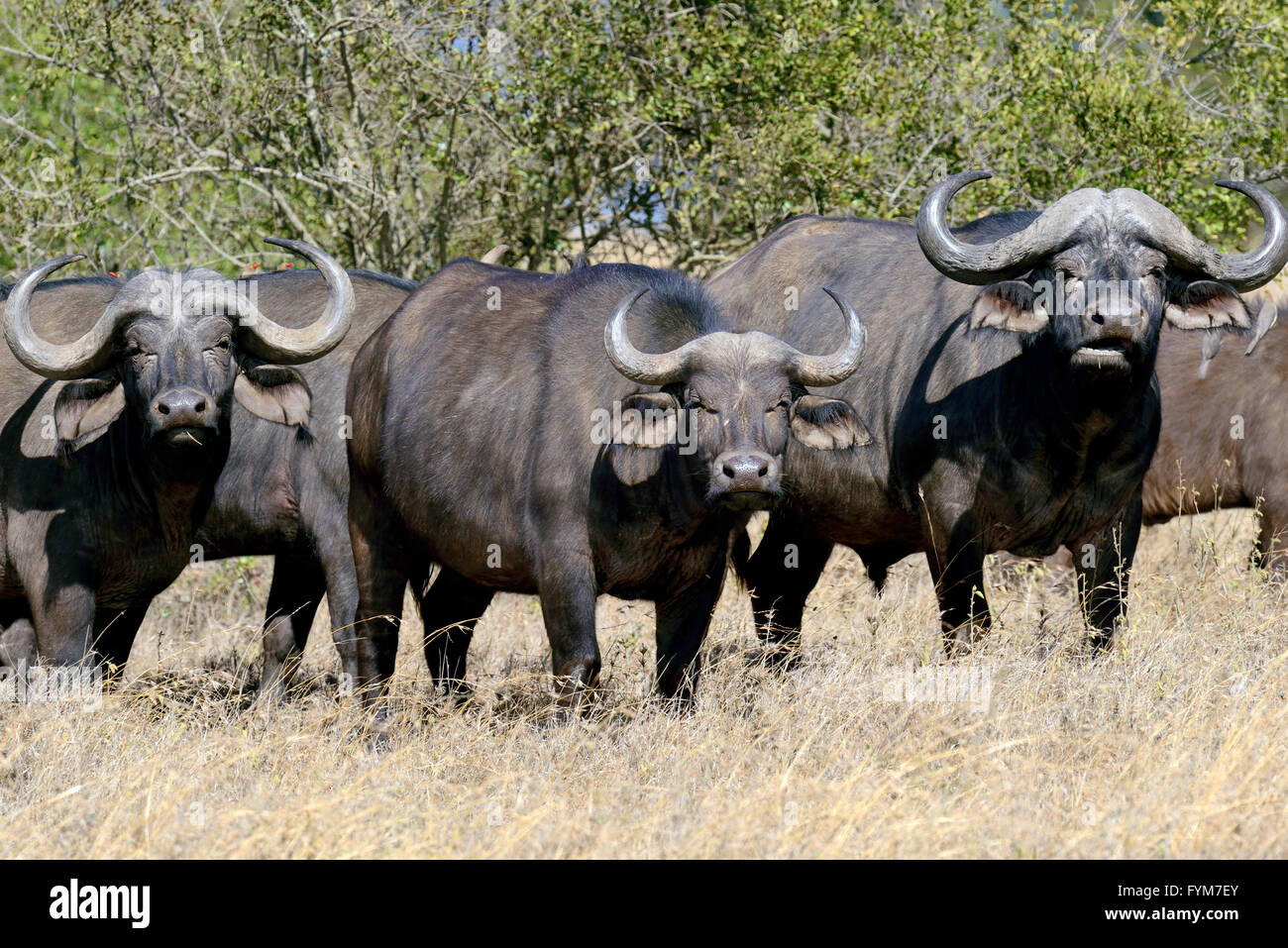 Buffle sauvage taureau. L'Afrique, Kenya Banque D'Images