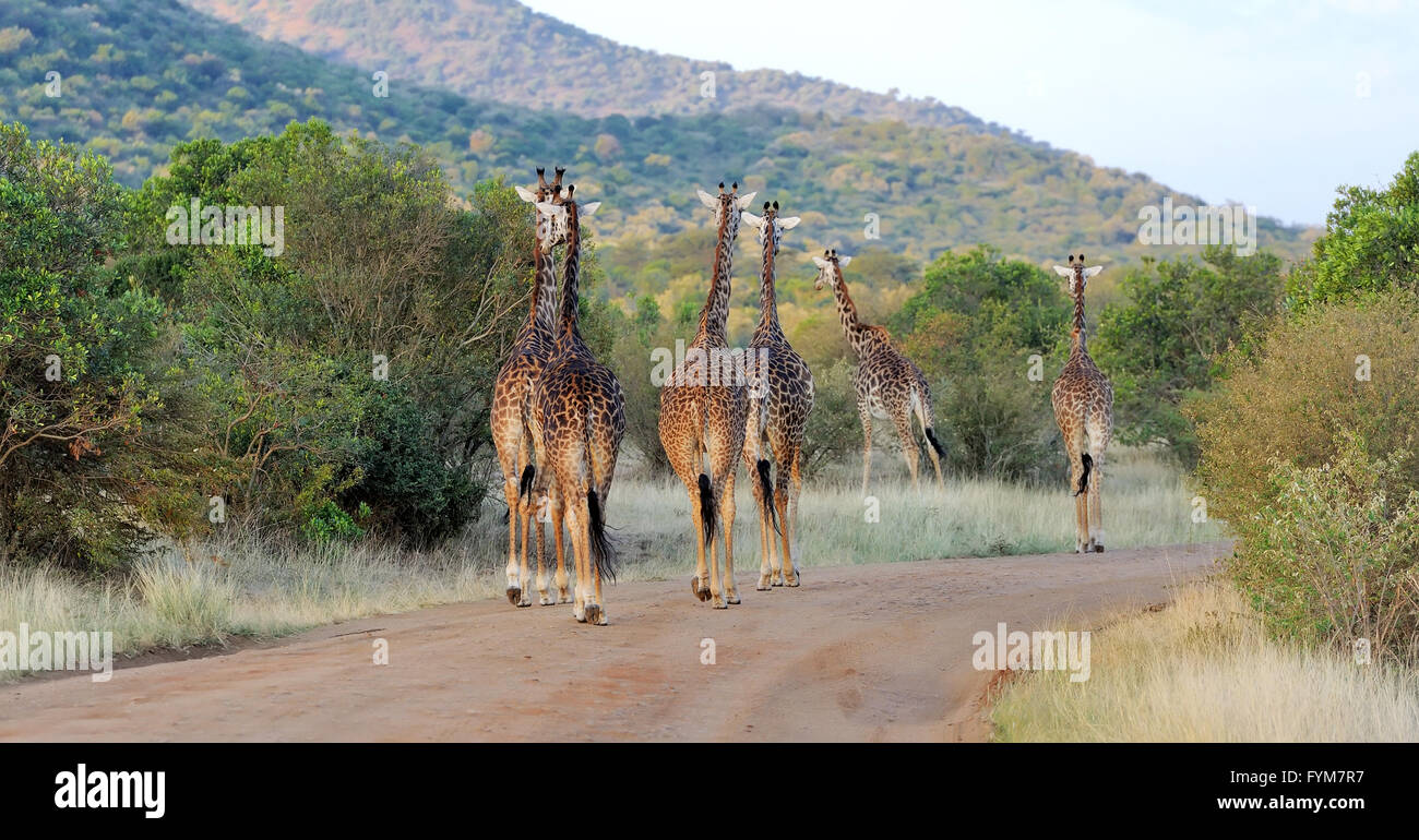 Girafe dans la savane, le parc national du Kenya, Afrique Banque D'Images