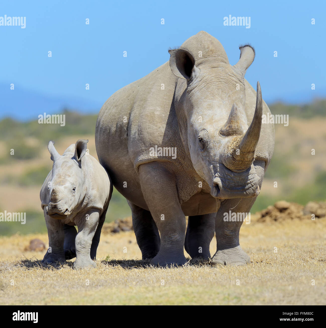 Le rhinocéros blanc d'Afrique, parc national du Kenya, Afrique Banque D'Images