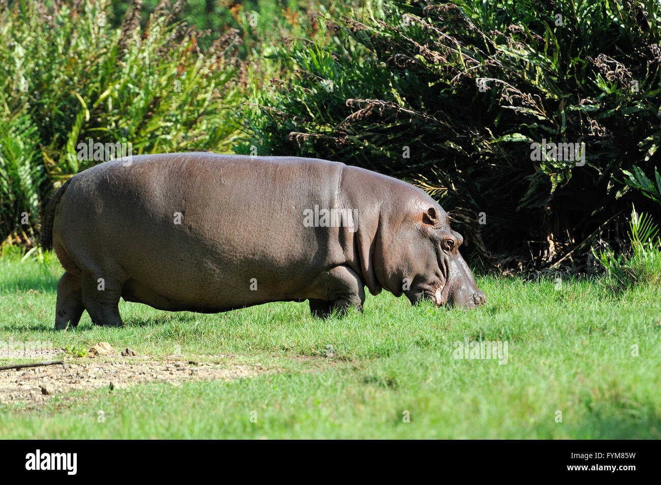 Famille Hippopotame (Hippopotamus amphibius) hors de l'eau, l'Afrique Banque D'Images