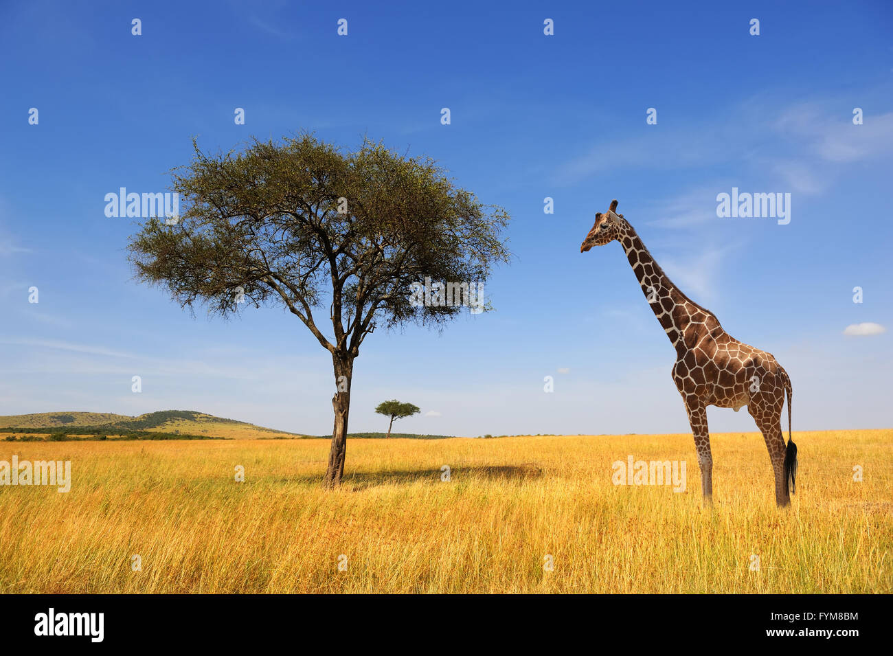 Beau paysage avec arbre et girafe en Afrique Banque D'Images
