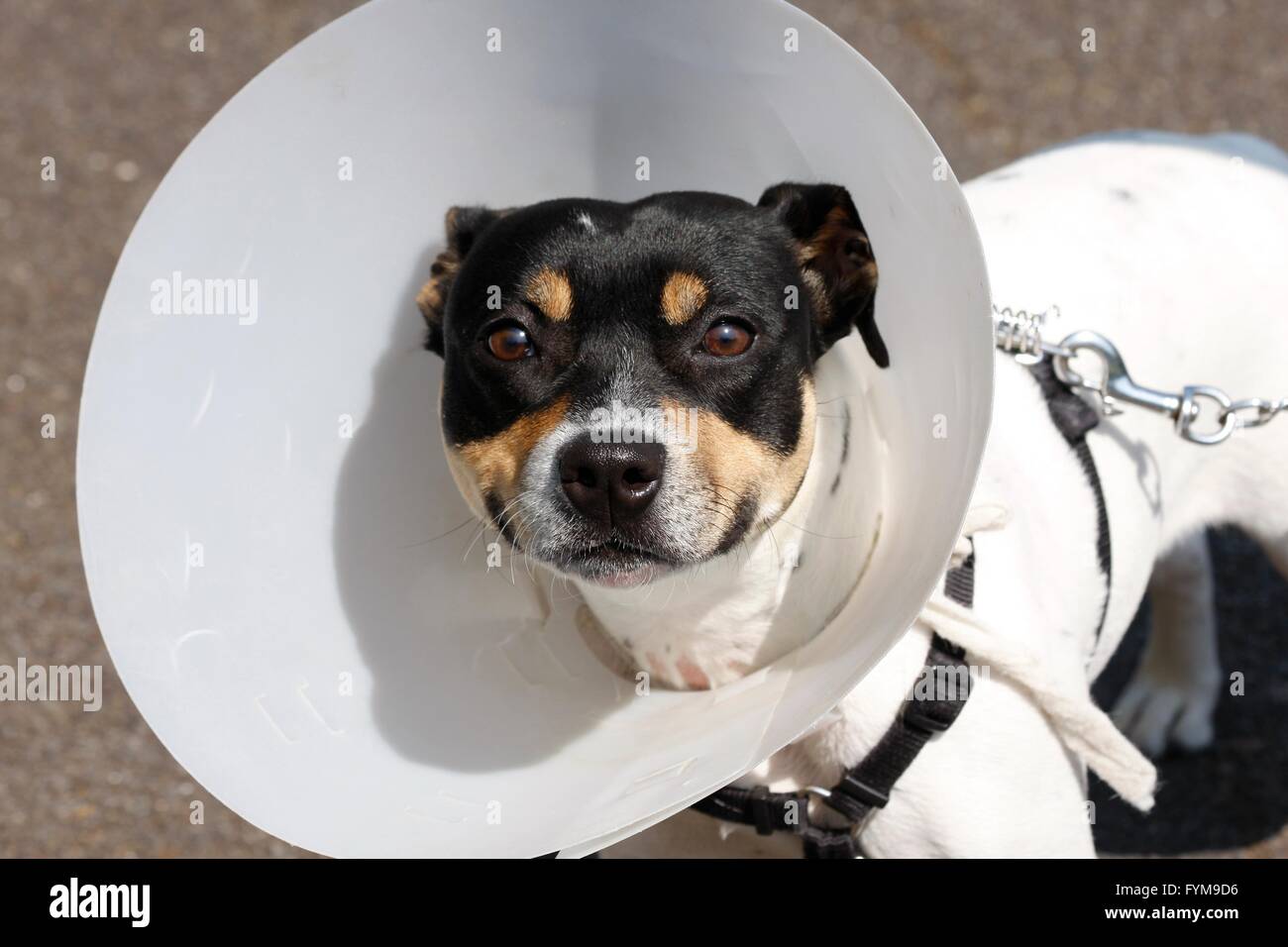 Petit chien portant un cône après la chirurgie Banque D'Images Petit chien portant un cône après la chirurgie Banque D'Images