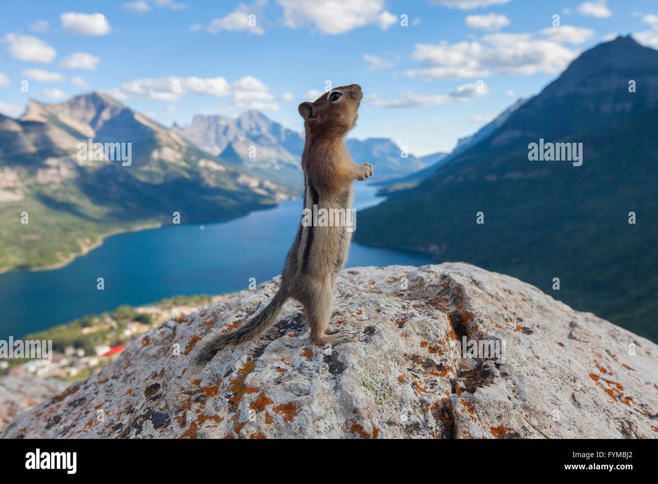 -Or fuligineux (Spermophilus lateralis, Citellus lateralis) des profils qui s'étend sur la roche au parc national des Lacs-Waterton, Alberta, Canada Banque D'Images