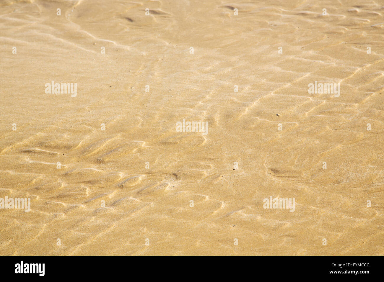 En Afrique littoral dun brun sable humide beach Banque D'Images