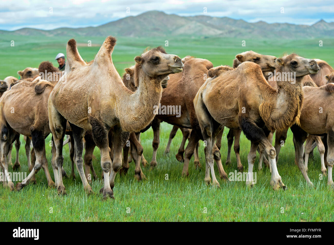Troupeau de chameaux de Bactriane (Camelus bactrianus) l'itinérance dans la steppe mongole, Mongolie Banque D'Images