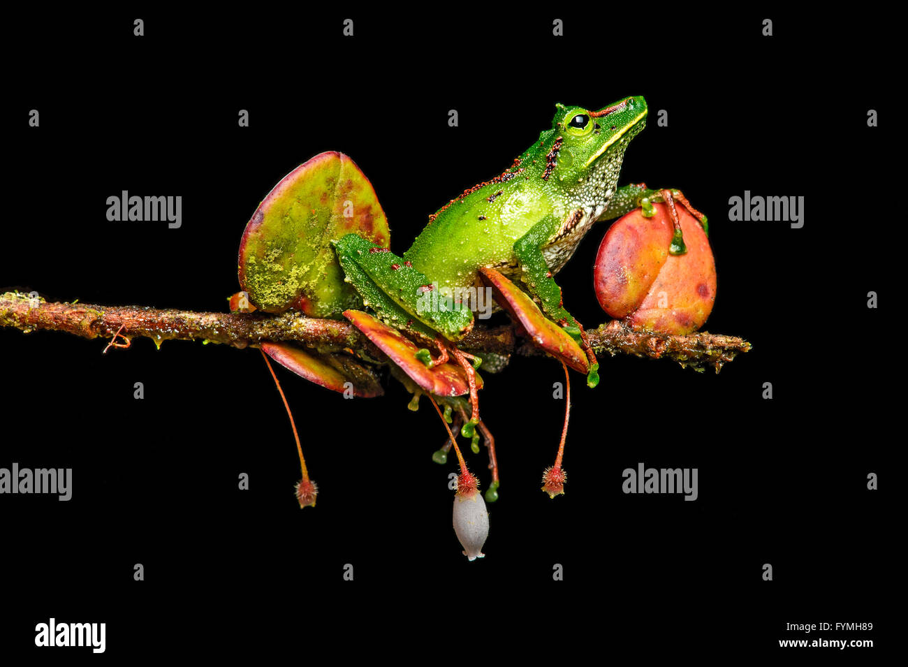 Pristimantis galdi, rainfrog néotropicale Tapichalaca Réserve Naturelle, Communauté andine, de l'Est de la forêt de nuages, contreforts des Andes Equateur Banque D'Images