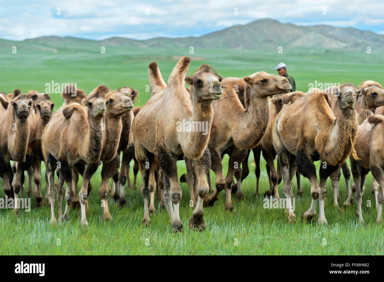 Troupeau de chameaux de Bactriane (Camelus bactrianus) l'itinérance dans la steppe mongole, Mongolie Banque D'Images