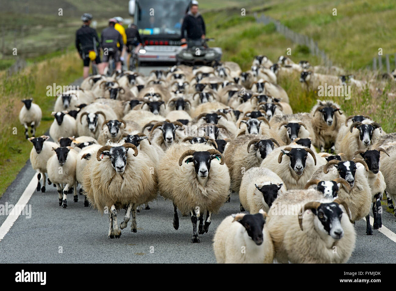 https://c8.alamy.com/compfr/fymjdk/un-troupeau-de-moutons-scottish-blackface-perturbant-le-trafic-sur-une-etroite-route-de-campagne-a-lile-de-skye-ecosse-grande-bretagne-fymjdk.jpg