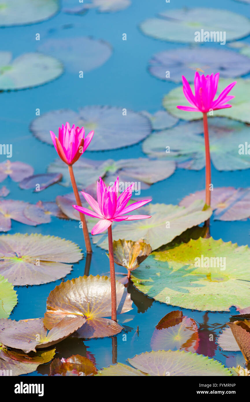 Trois Étoiles, Nymphaea nouchali lotus Banque D'Images