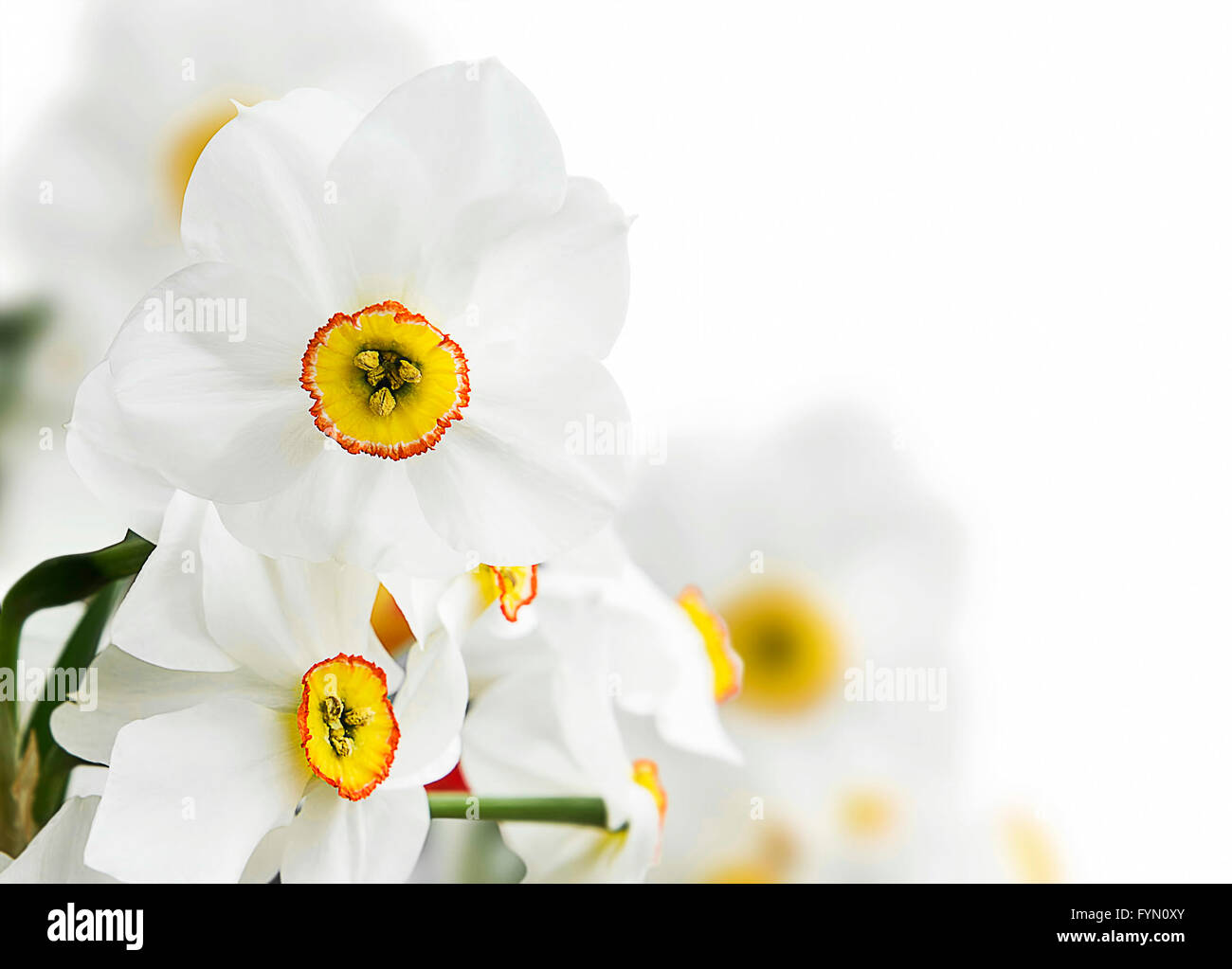 Fleurs jonquilles blanche sur fond blanc Banque D'Images