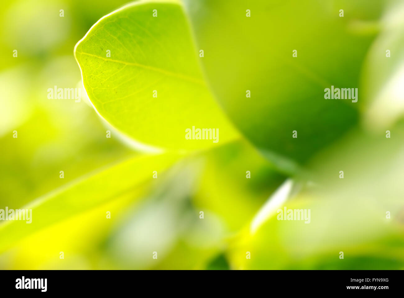 Photo gros plan de feuillage riche Banque D'Images