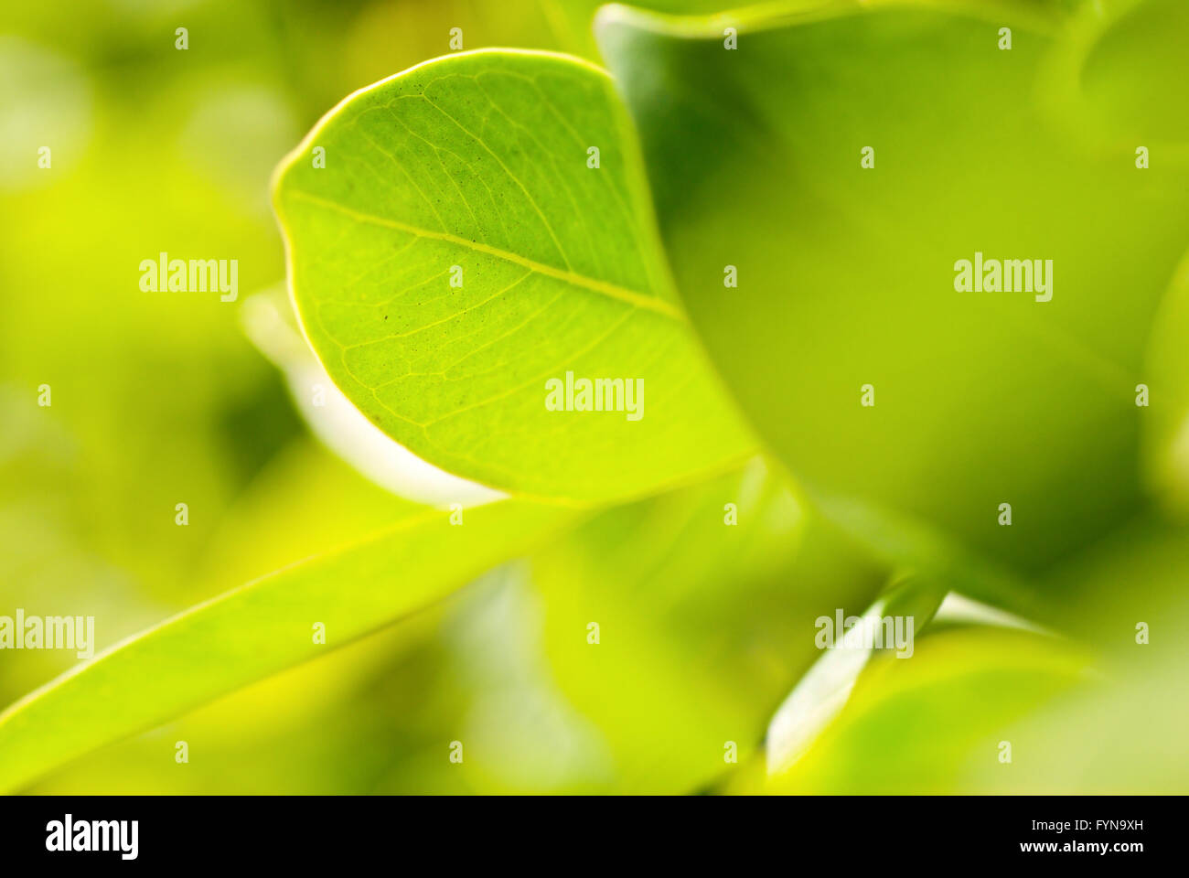 Feuillage riche. macro shot, peu profonde dof. Banque D'Images