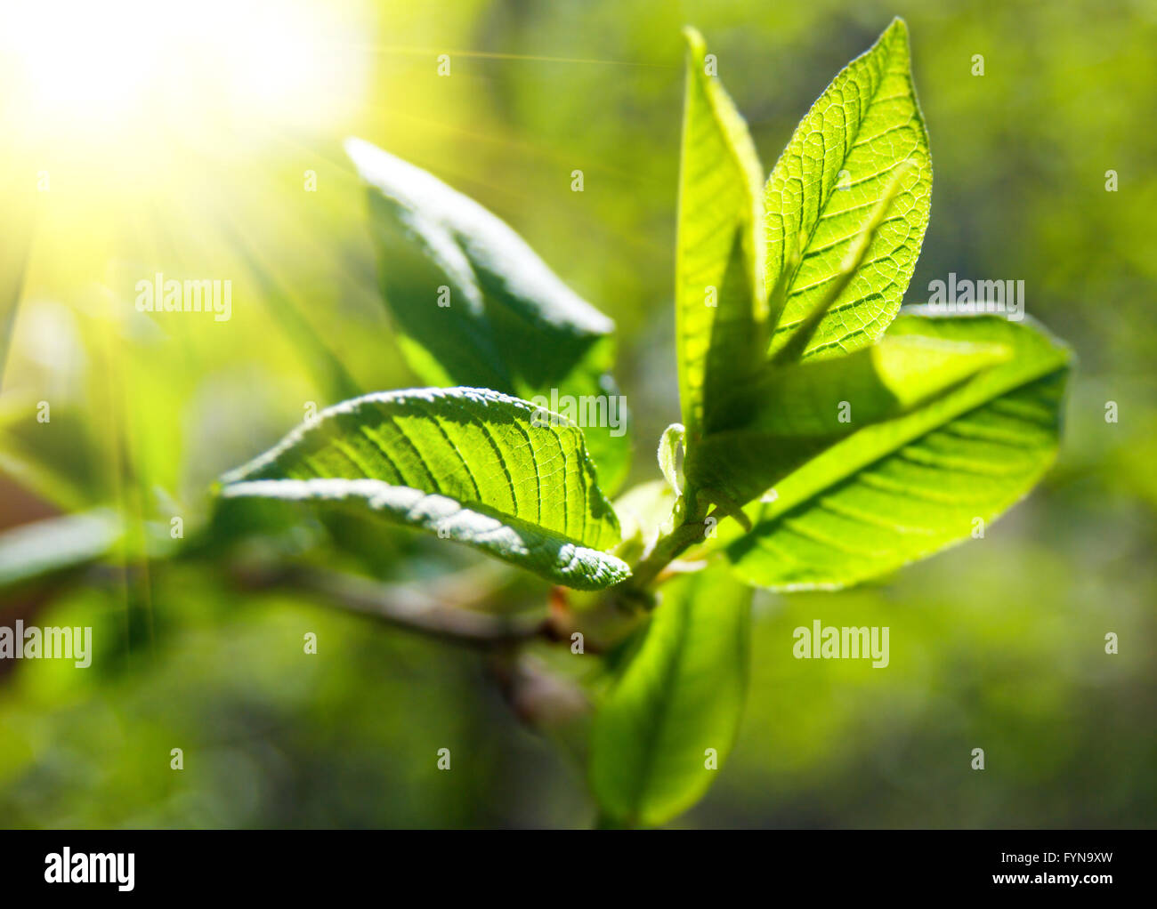 Les feuilles des arbres riches illuminée par soleil Banque D'Images