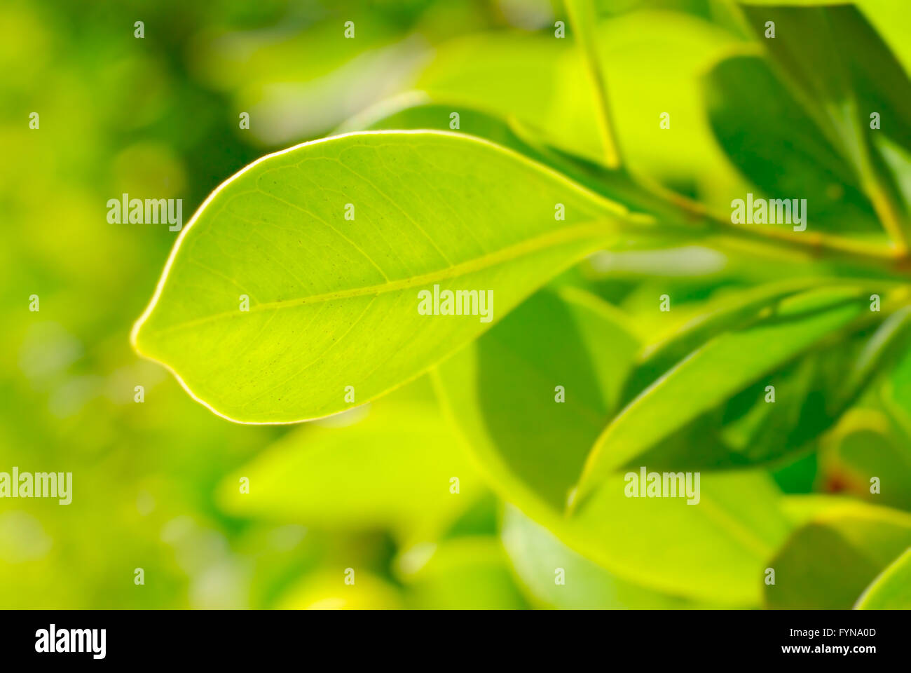 feuillage riche Banque D'Images