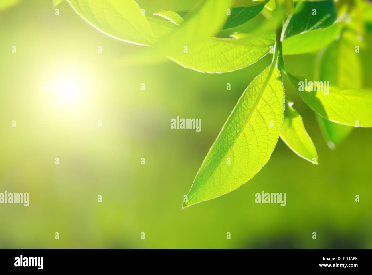 feuillage riche Banque D'Images