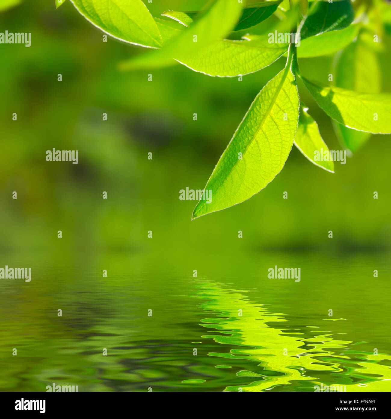 Photo gros plan de feuillage riche Banque D'Images