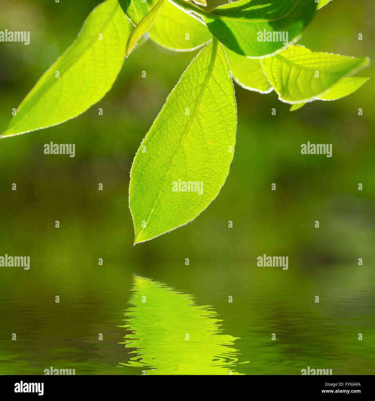 Photo gros plan de feuillage riche Banque D'Images