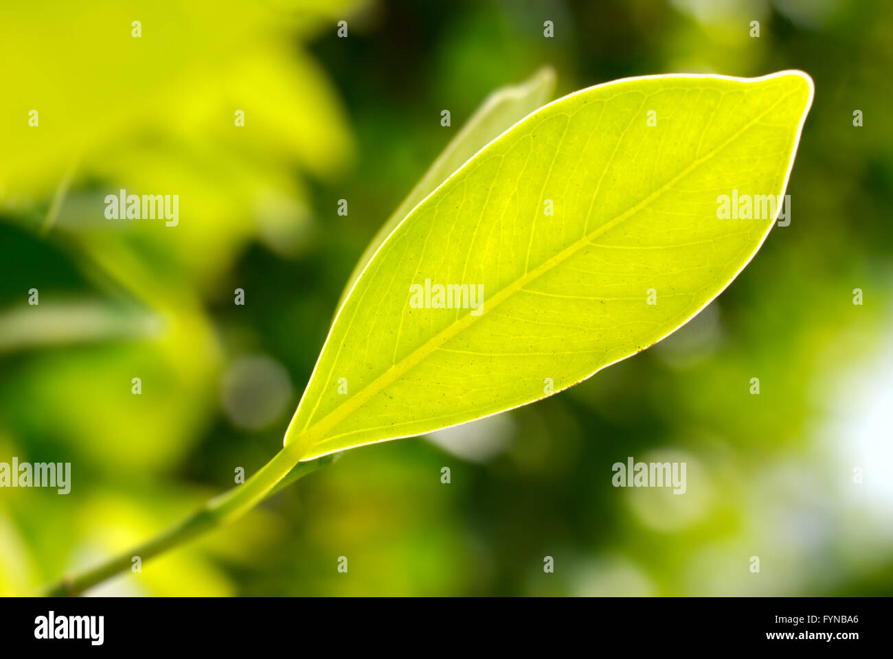Photo gros plan de feuille verte Banque D'Images