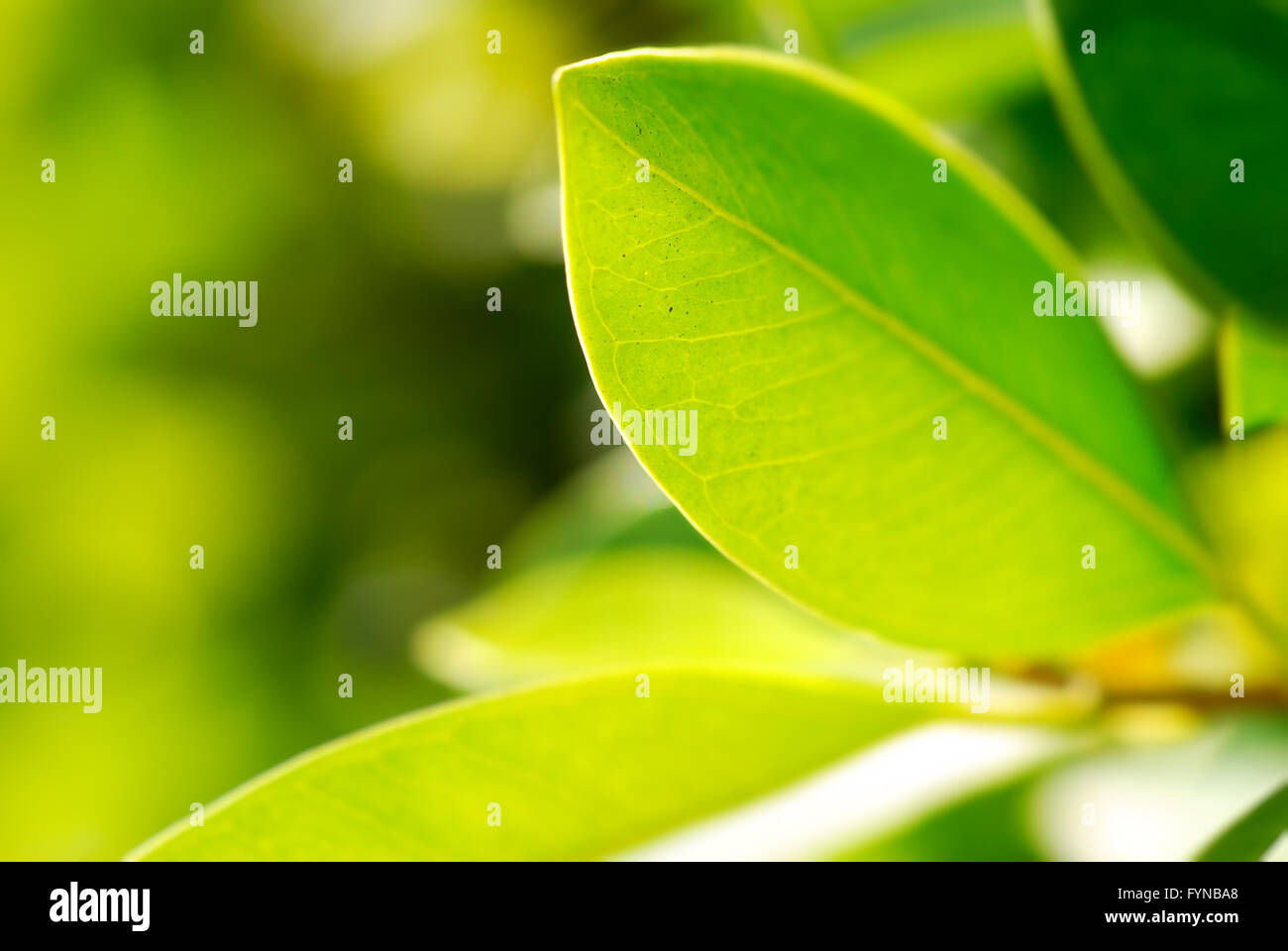 Photo gros plan de feuillage riche Banque D'Images