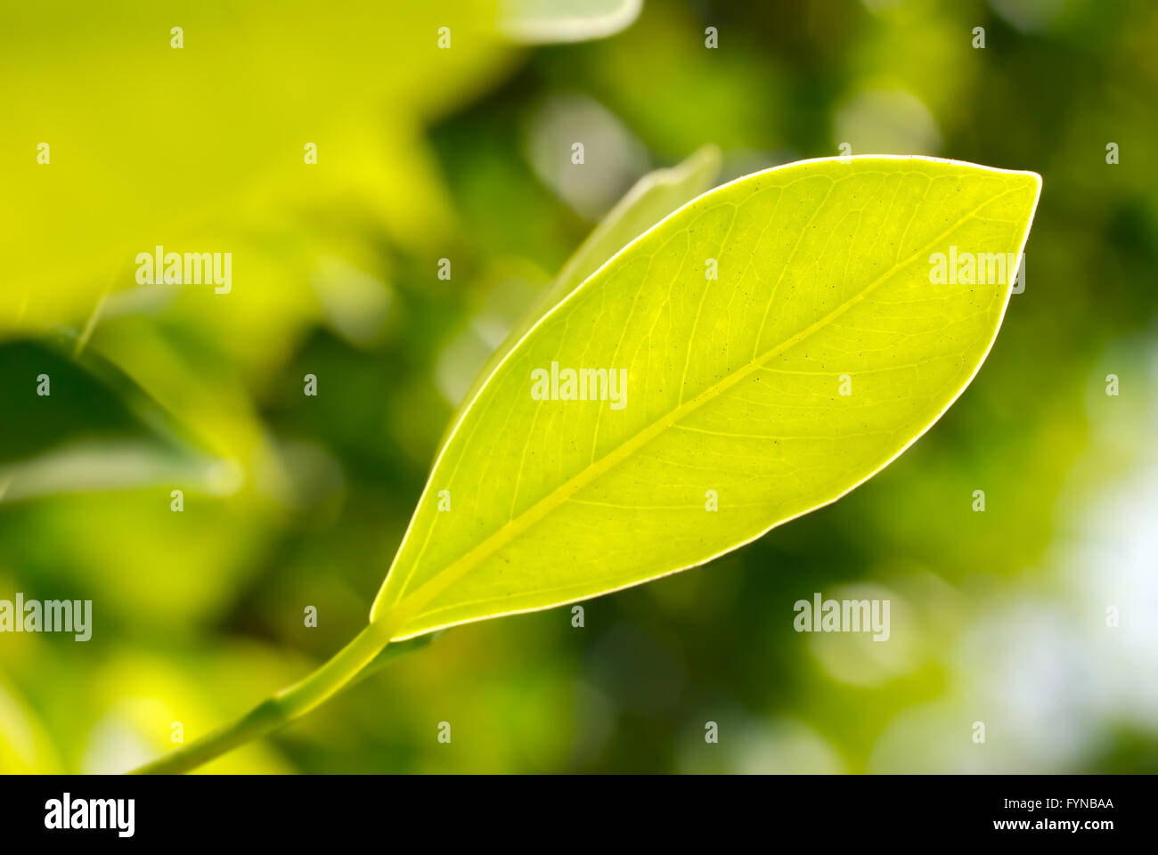 Photo gros plan de feuille verte Banque D'Images