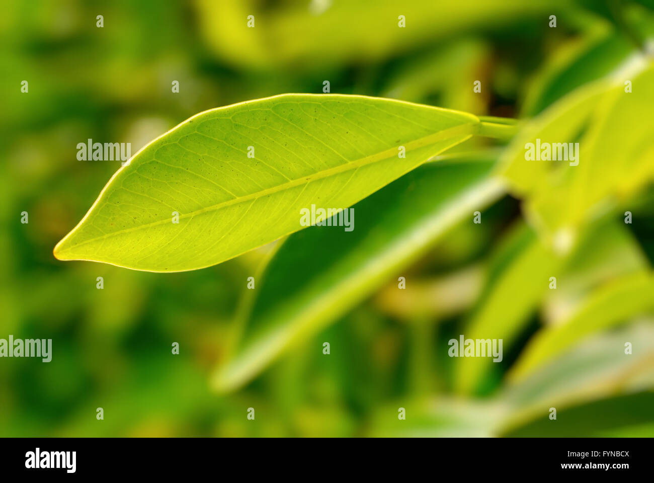 feuillage riche Banque D'Images