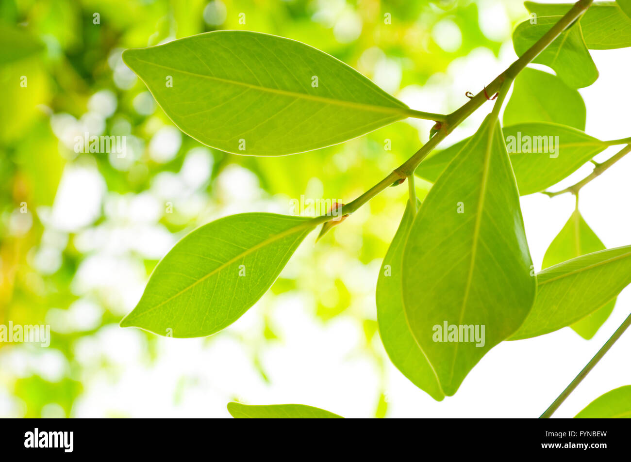 feuillage Banque D'Images