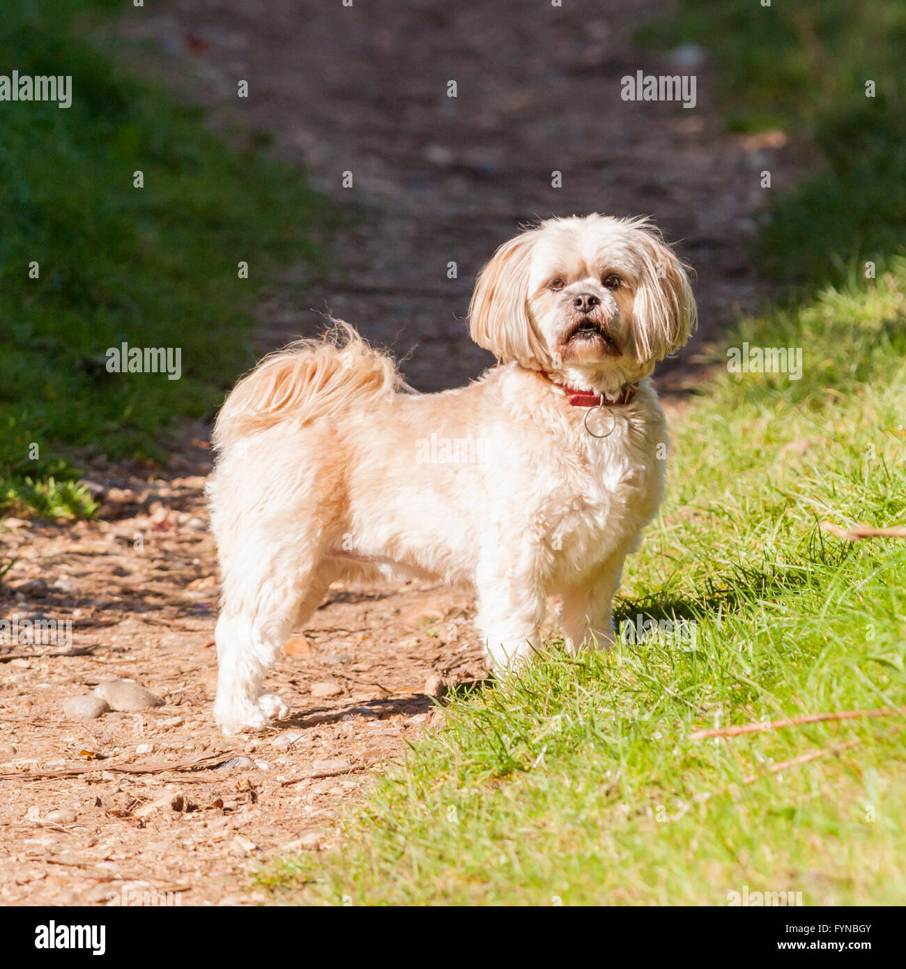 Un petit chien Lhassa Apso bénéficiant d'une promenade dans la campagne au Royaume-Uni Banque D'Images