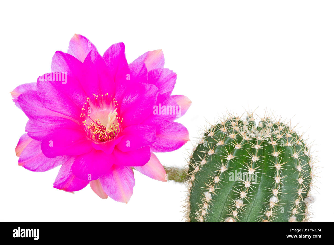Echinopsis hybride avec fleur rose against white background Banque D'Images
