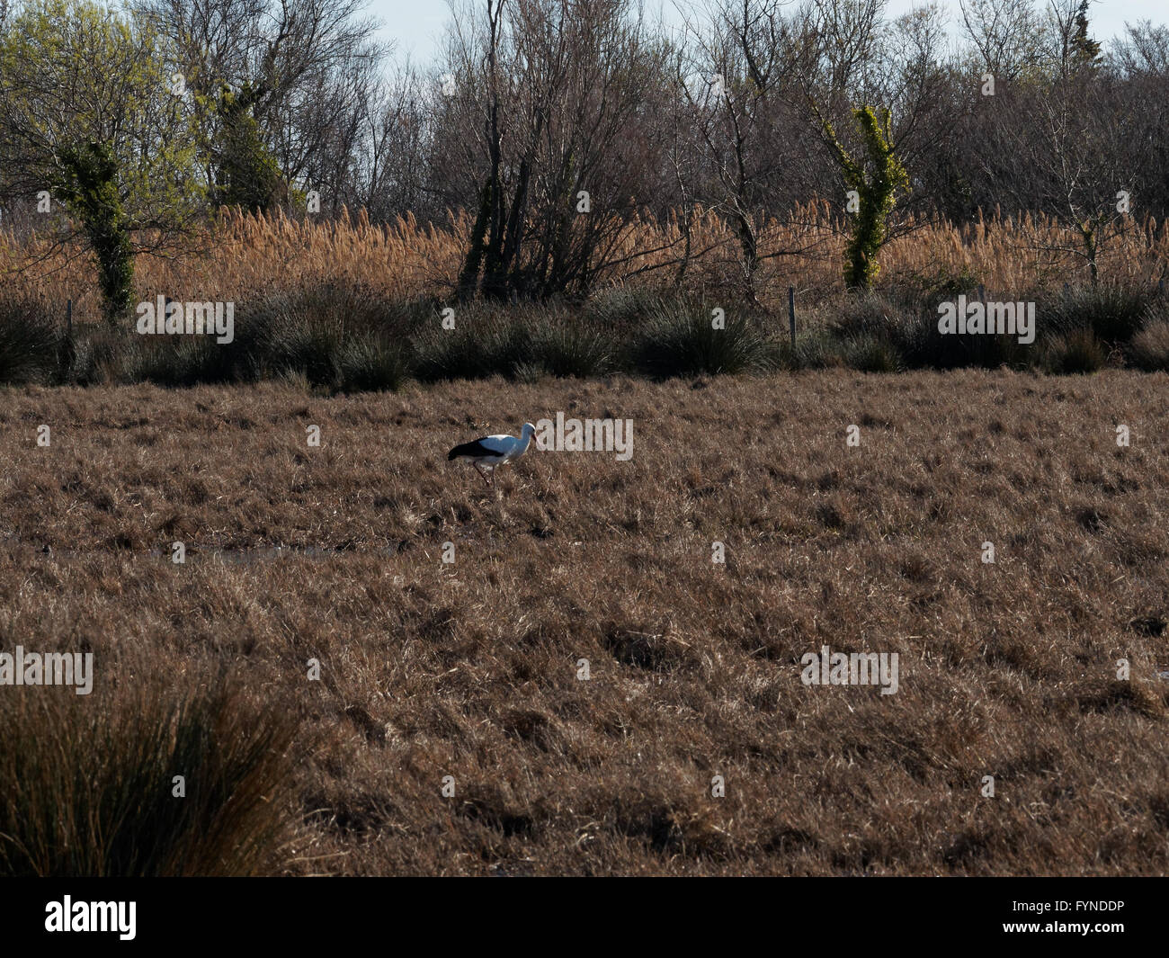 Cigognes blanches (Ciconia ciconia), Camargue, Europe, France Banque D'Images